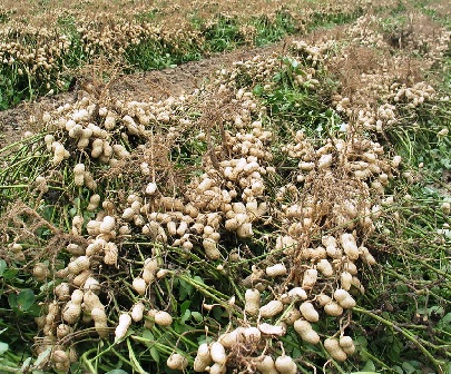 GroundNut Kernals